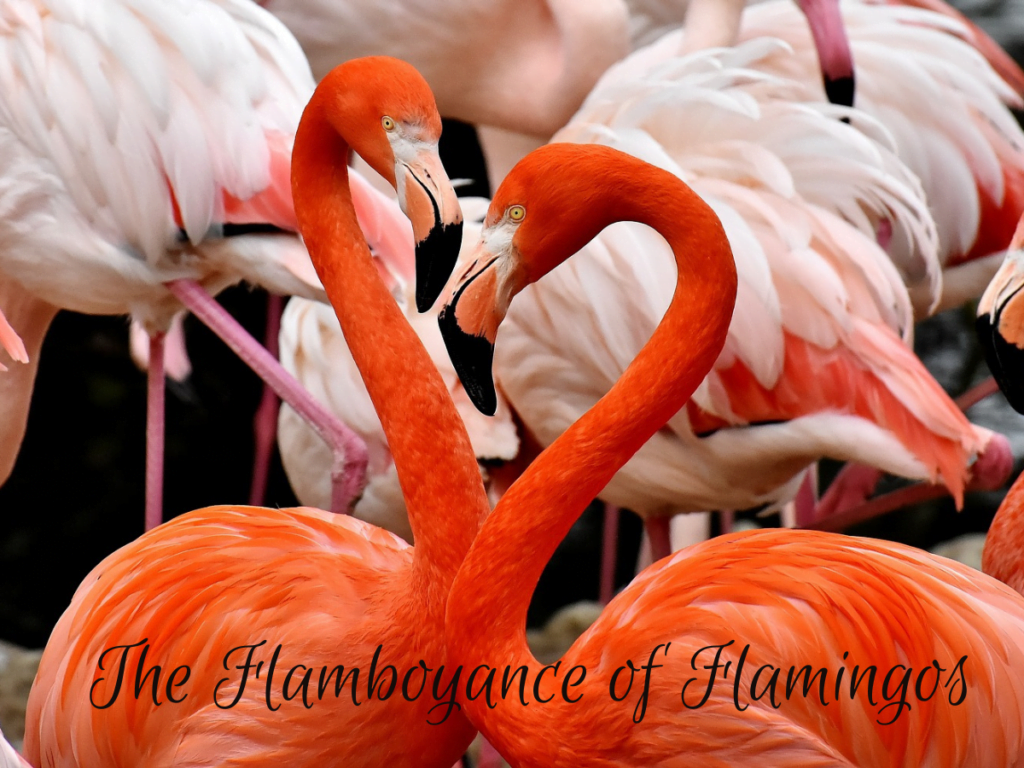 Flamingos 1200 × 900 px 1024x768 1