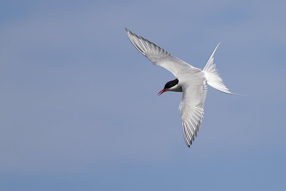 arctic tern zak pohlen large
