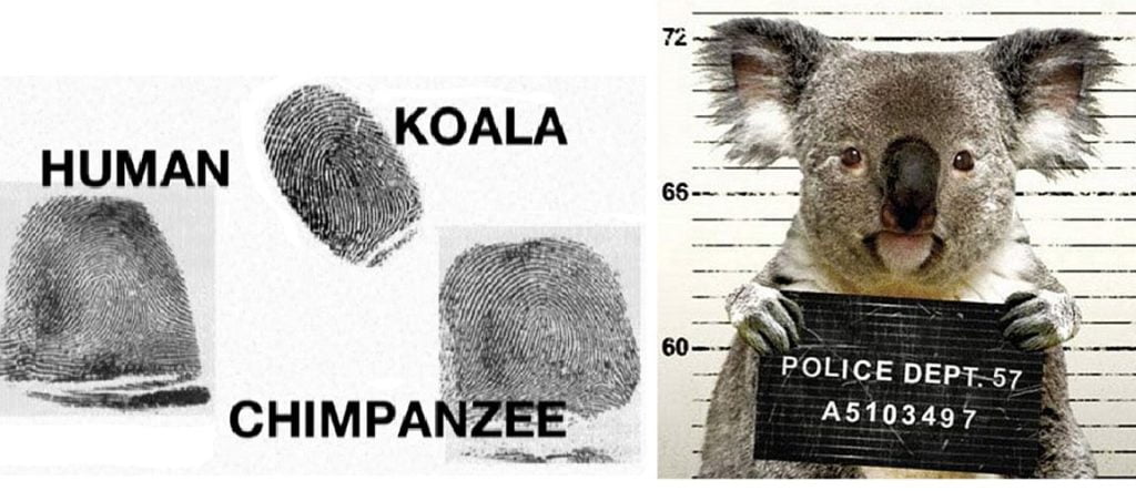 Koalas: Nature’s Innocent Lookalikes in Crime Scenes