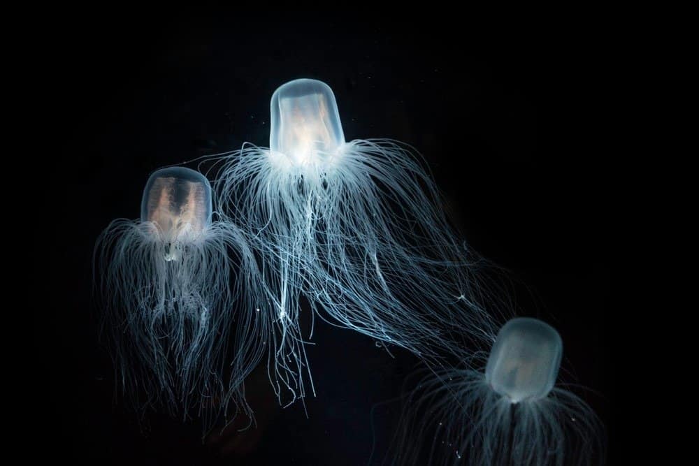 immortal jellyfish 3