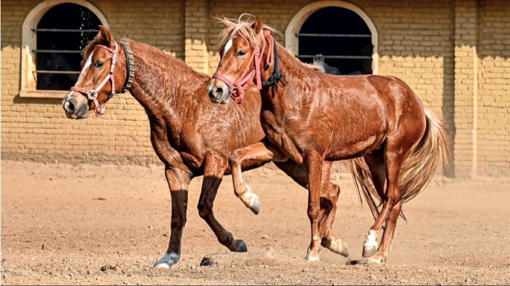 Bhimthadi horse | Return of a native​